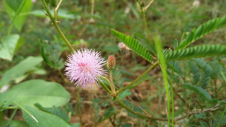 nature