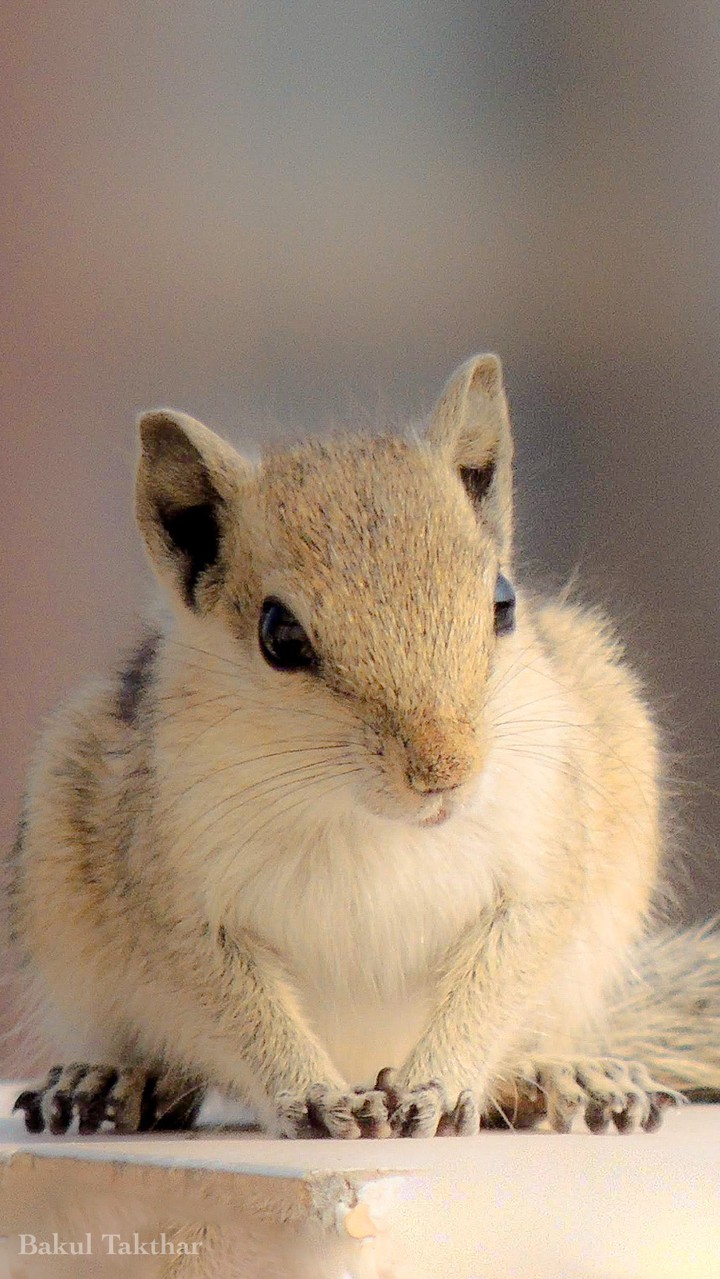 sweet squirrel