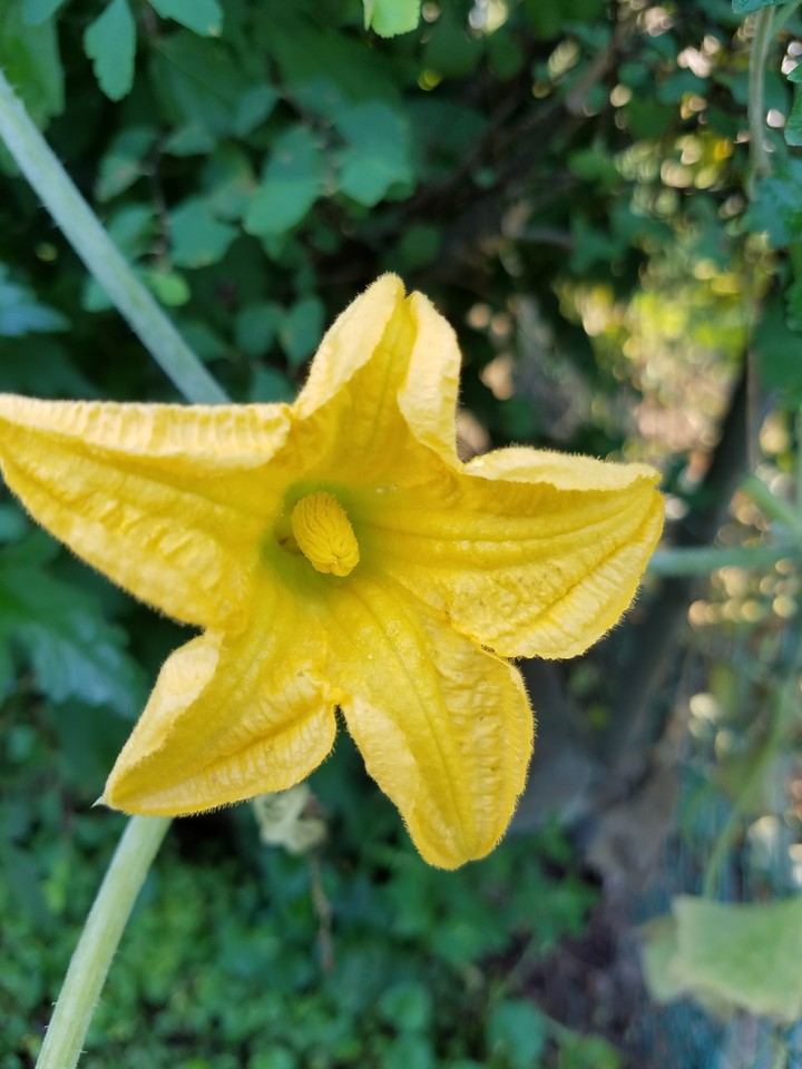 bloom