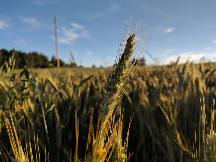 Barley
