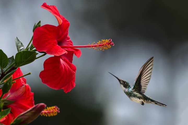 name of bird ??