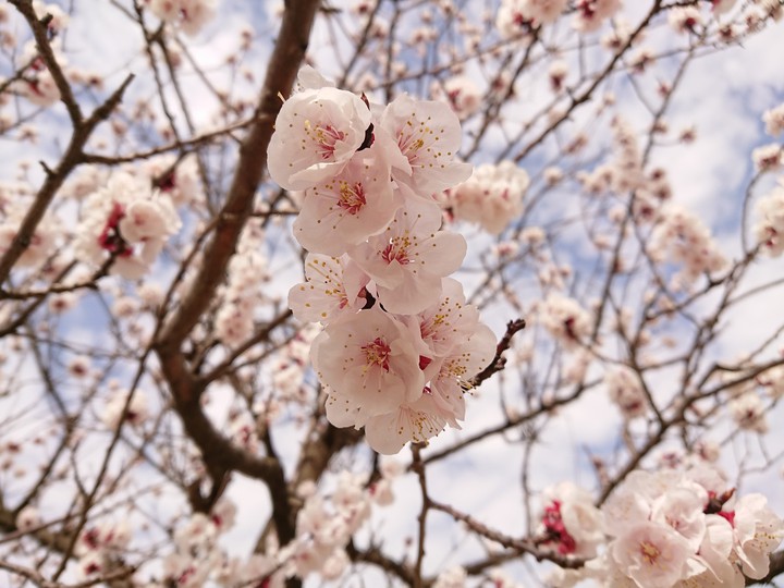 あんずの花
