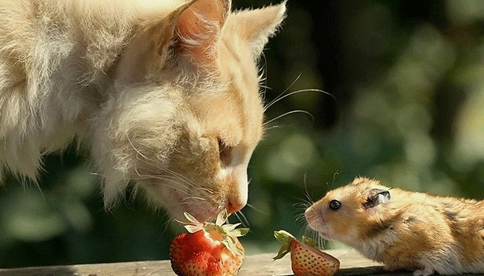 хомяк и кот
