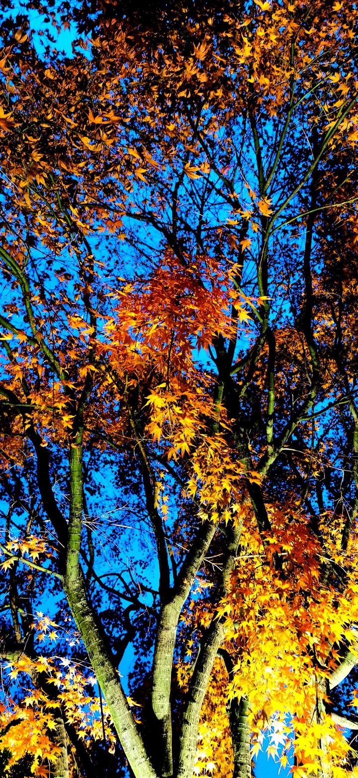 baum tree