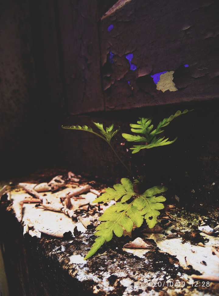 green.