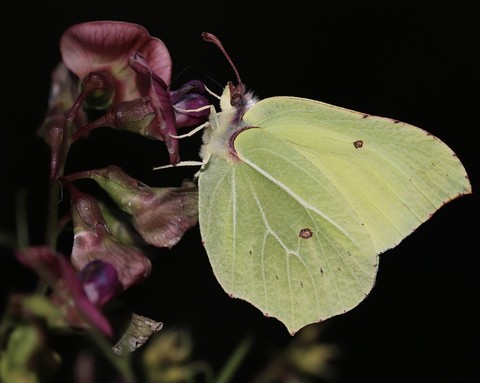 fonds d'écran insect, petal