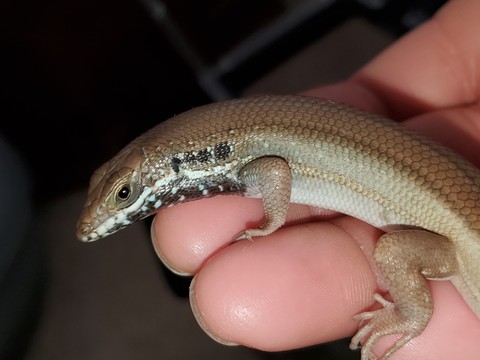 female skink