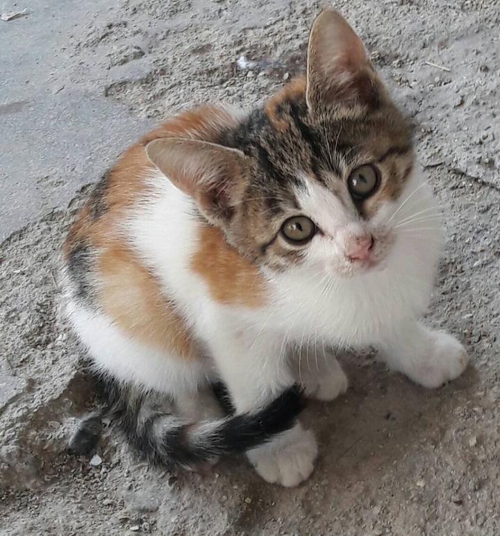 گربه کوچولو