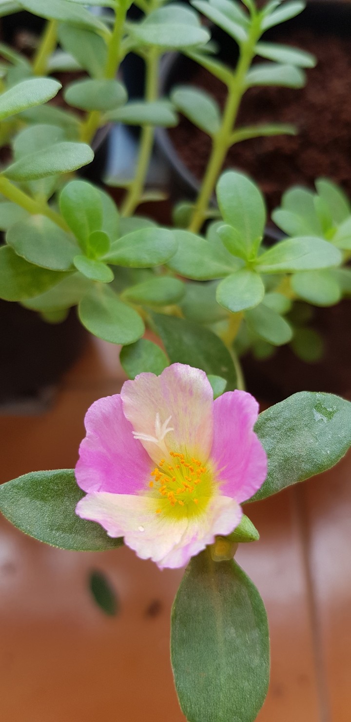 beautiful flower