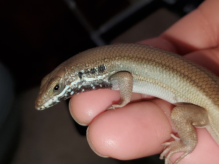 female skink