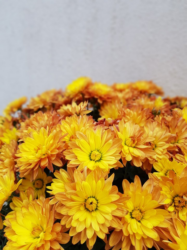 Autumn flowers
