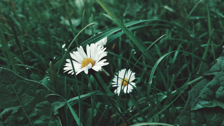 Chamomile in the grass