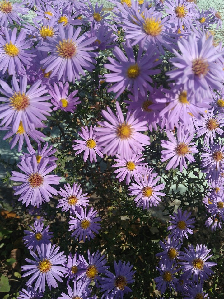 purple flower