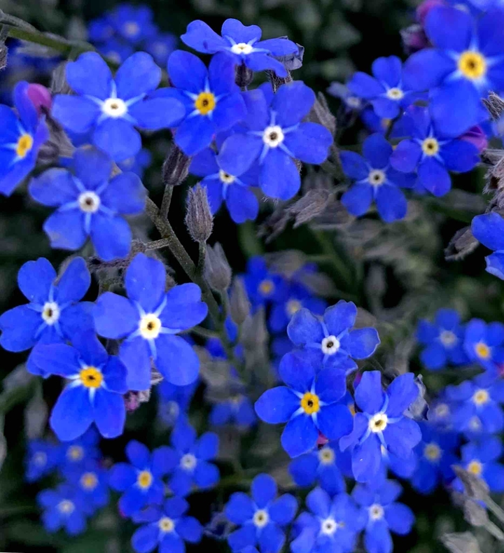 Blue flowers