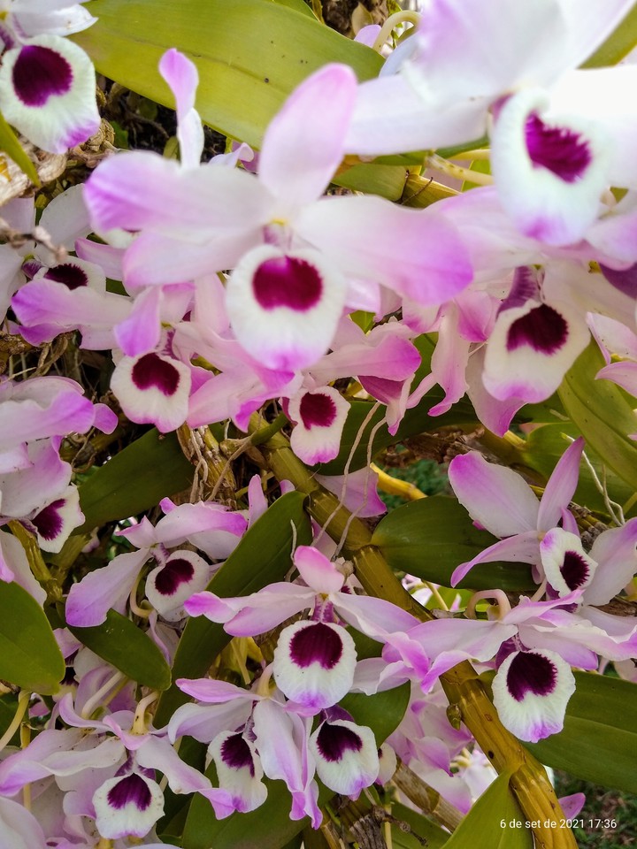 orquídeas