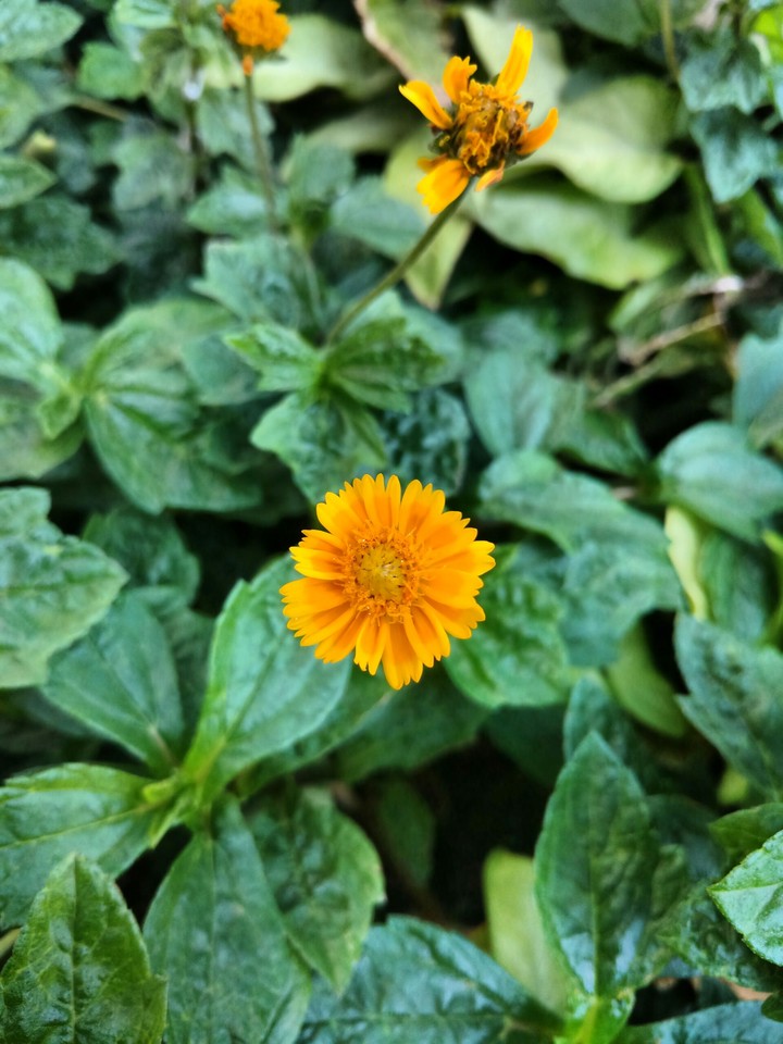 yellow flower