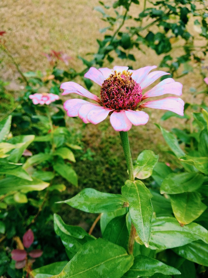 blossom