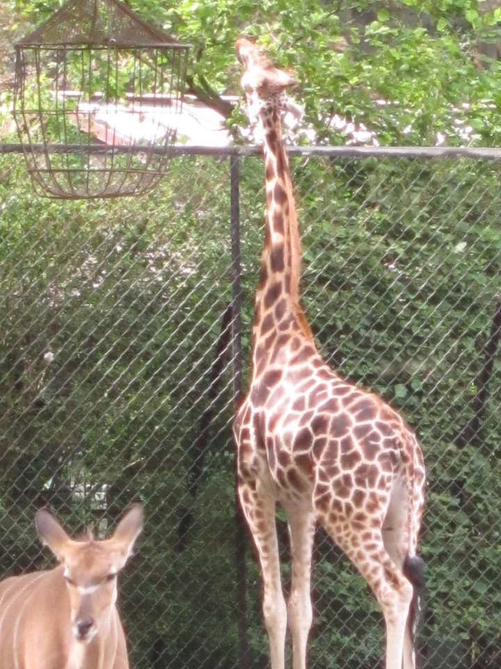 Giraffe
