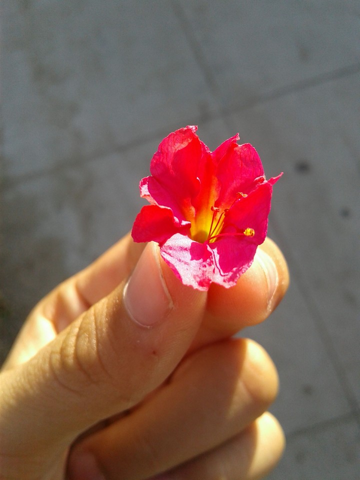 the flower you!