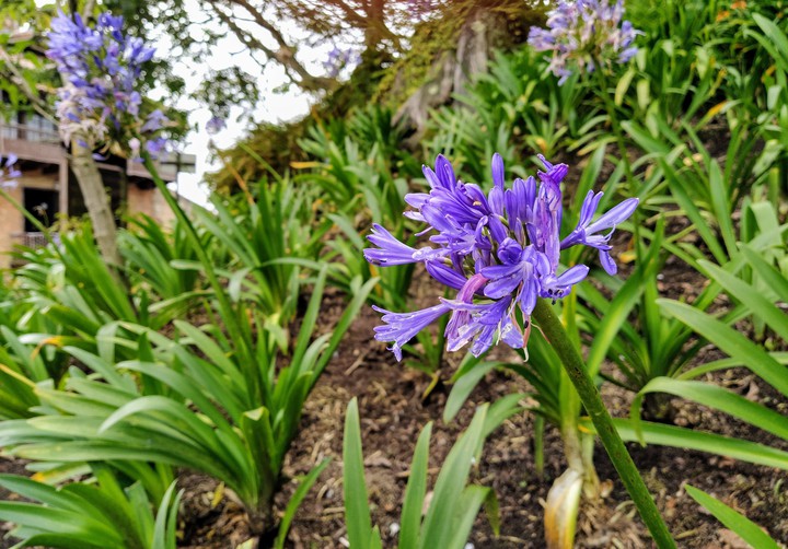 purple