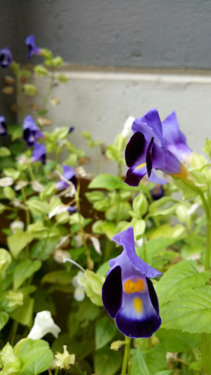 flowe