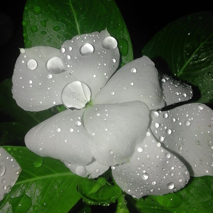 winca flowers