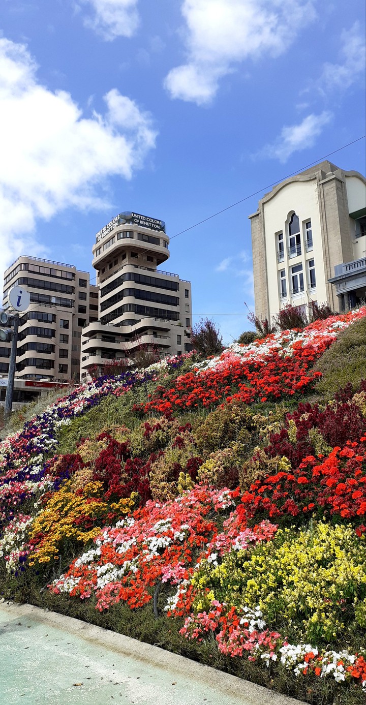flores