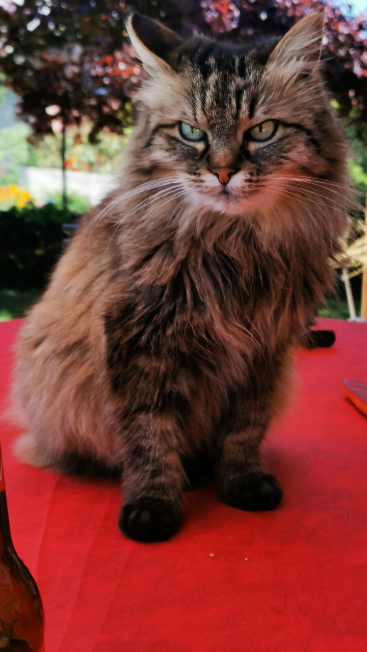 Nala my cat