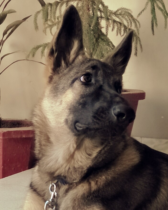 Kaiser