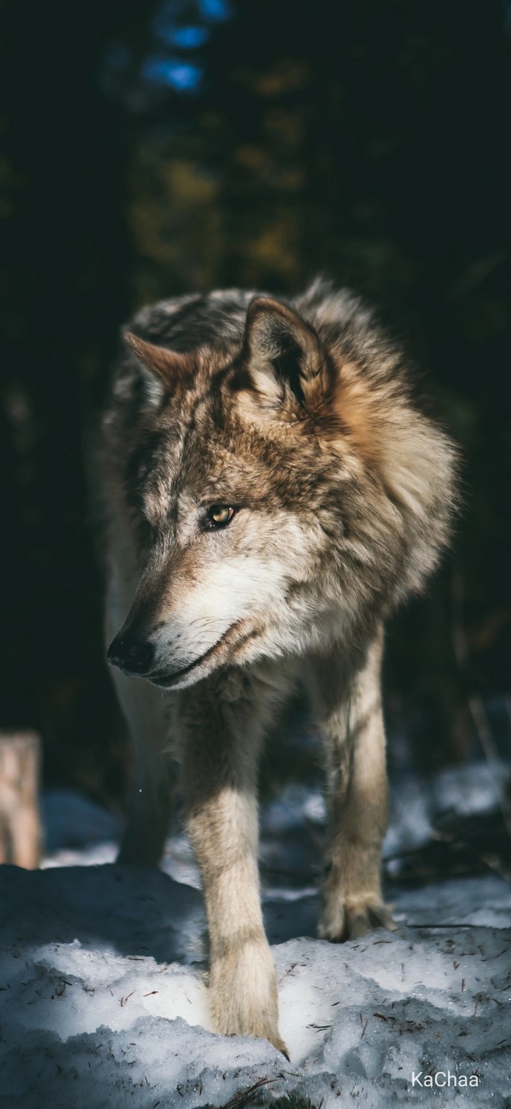 Wolf