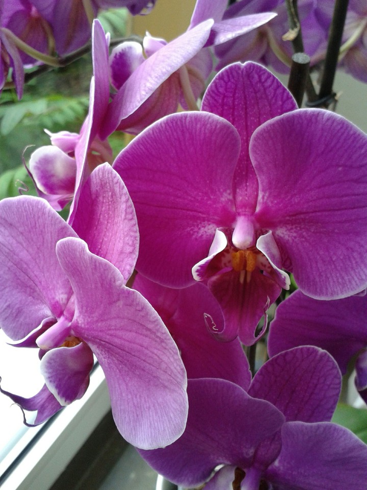 Blume