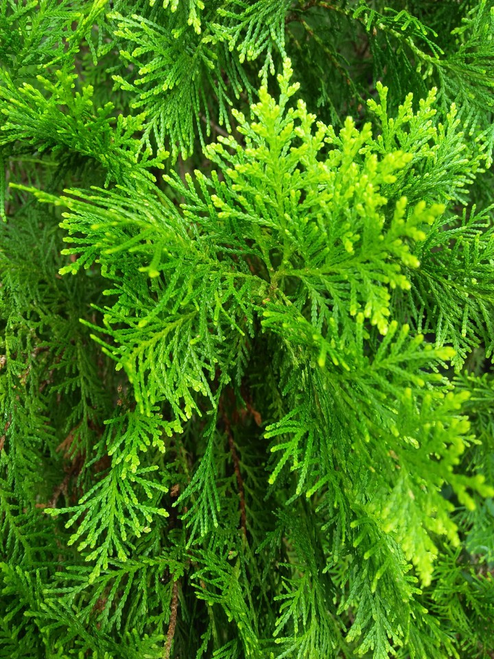 green~~
