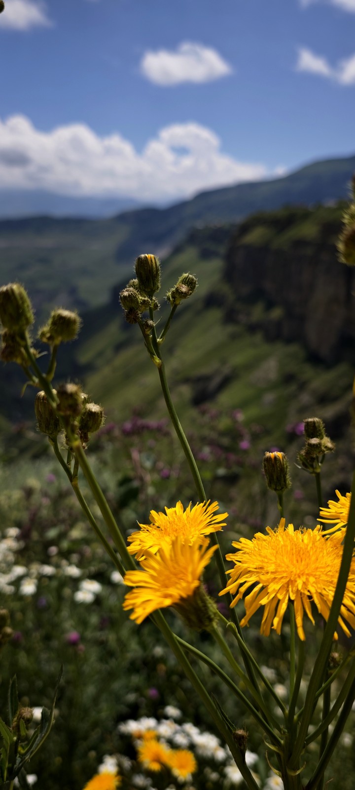 Flowers on Mountains