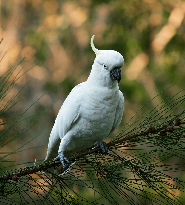 Parrot