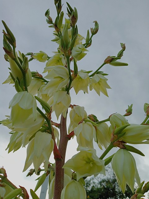 tapety lilies, yucca