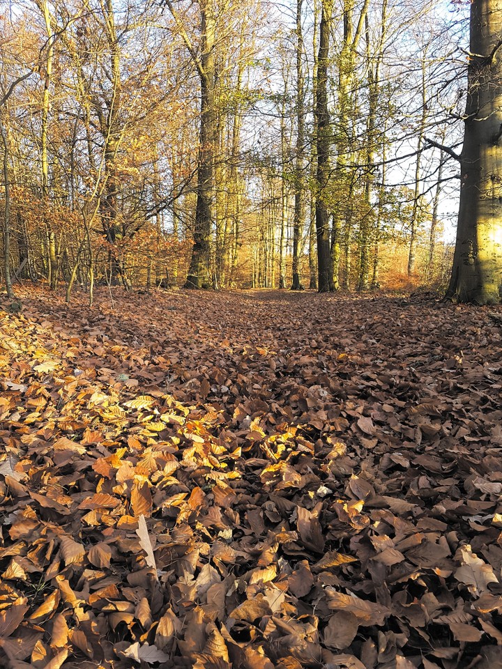 autumn