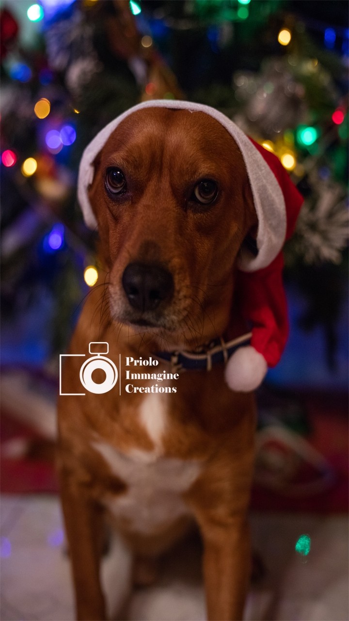 Animals and Christmas