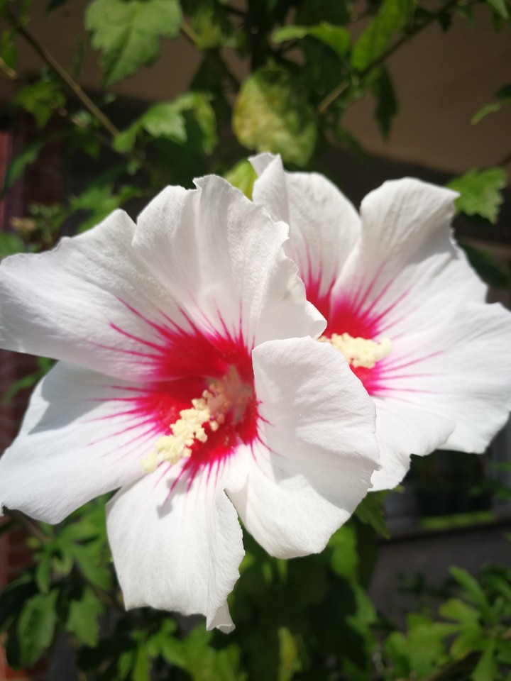 A beautiful and unknown flower