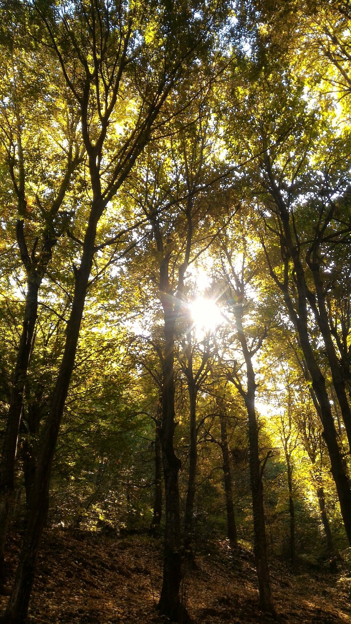Enchanting Nature