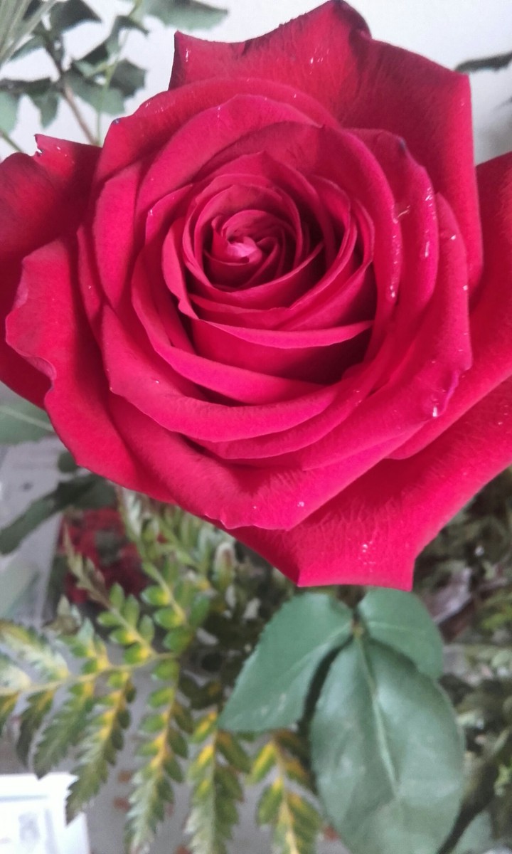 roses