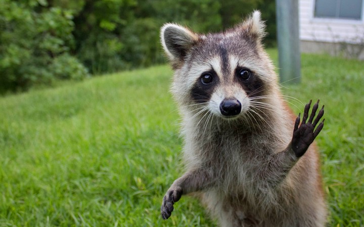Hi