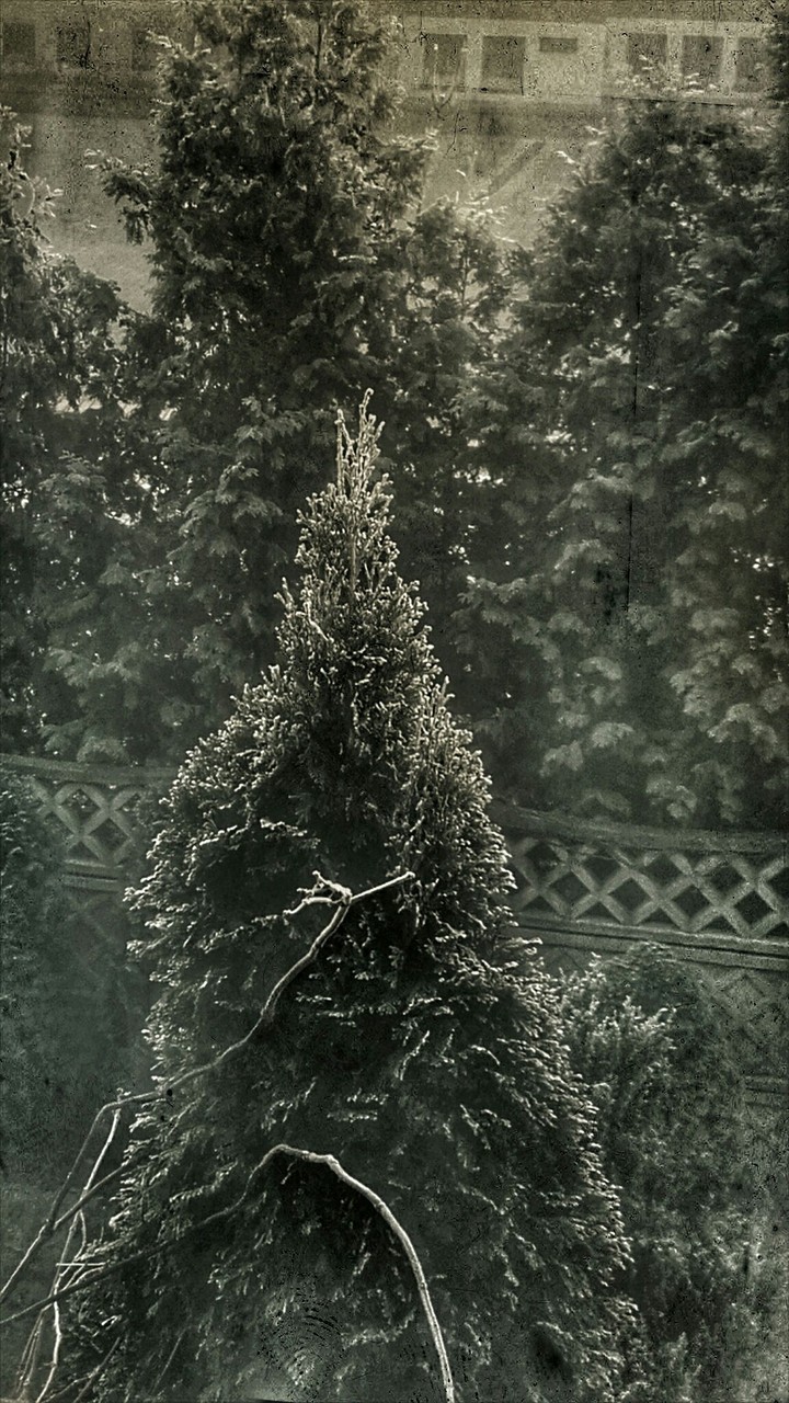 tree