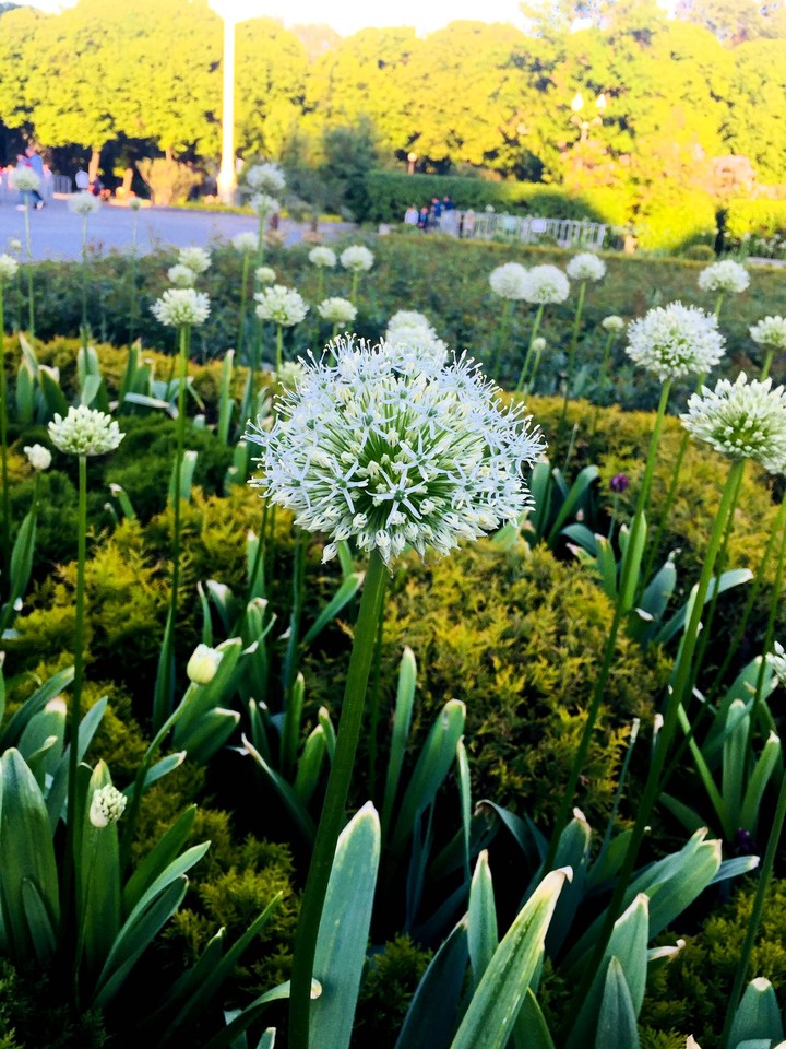 Plants