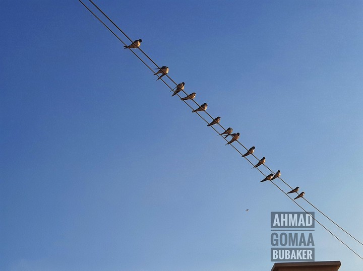 عصافير السنونو??