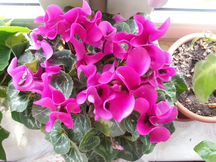 Fiore - Ciclamino ♡