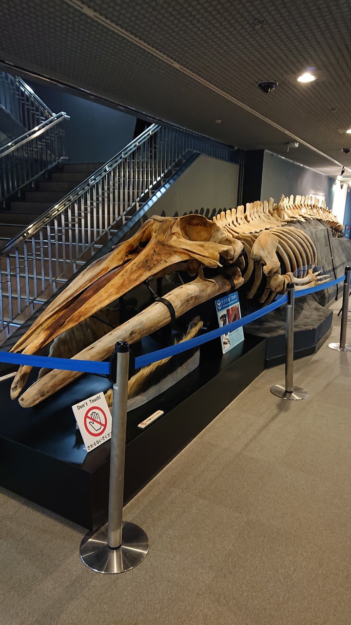 Whalebone