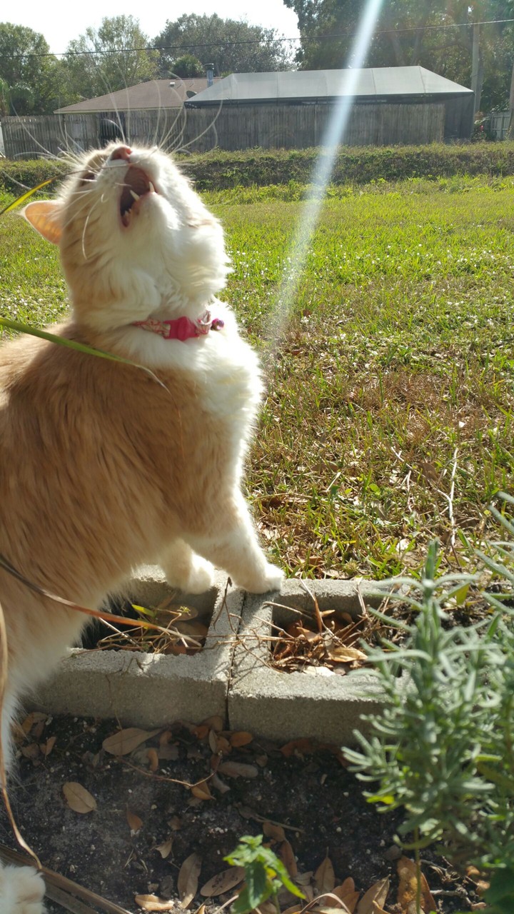 i meow the praises of spring!!!