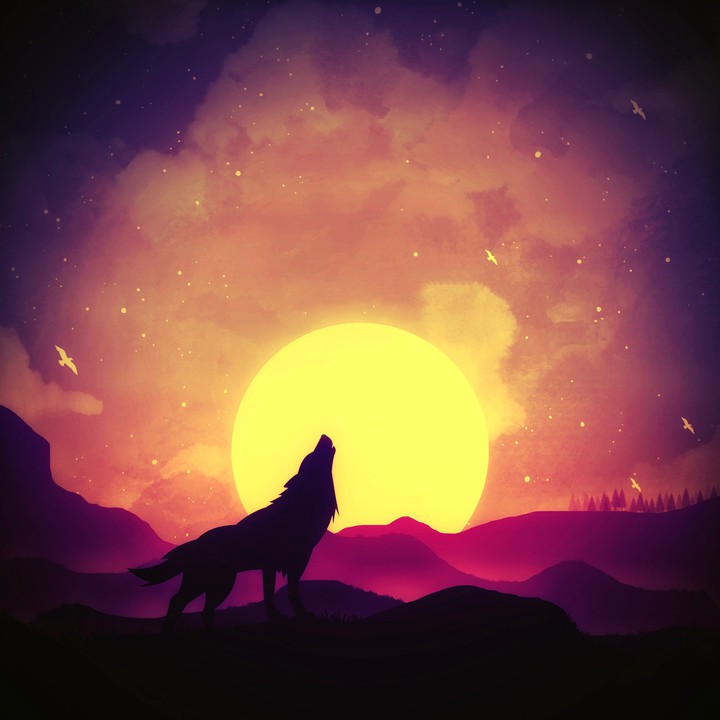 wolf