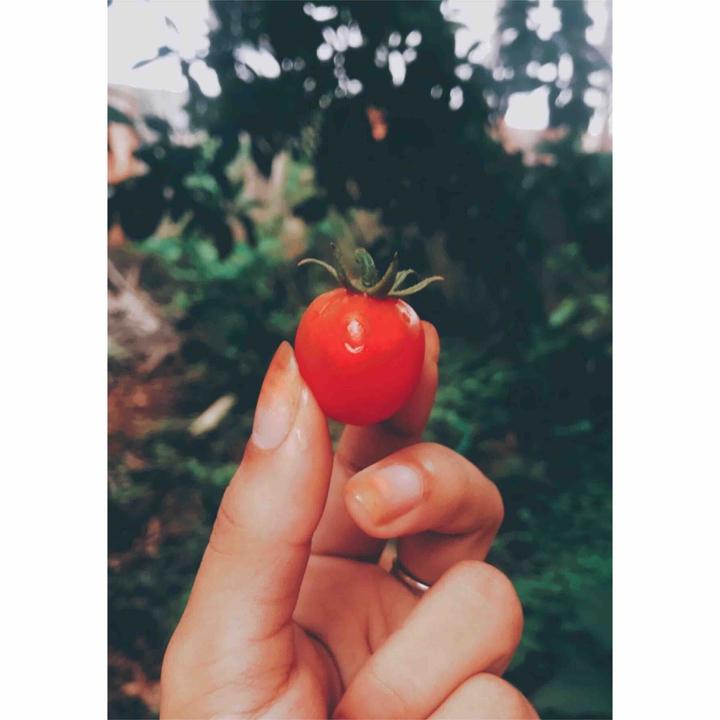 small tomato