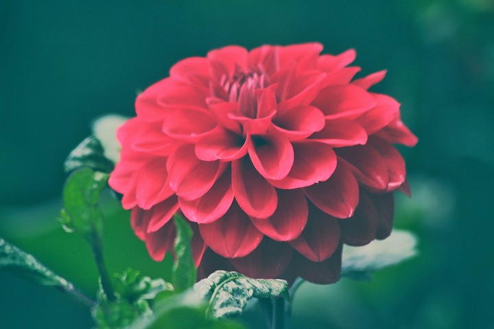 red flower